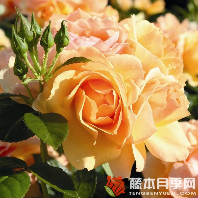 罗斯托克月季 罗斯托克月季