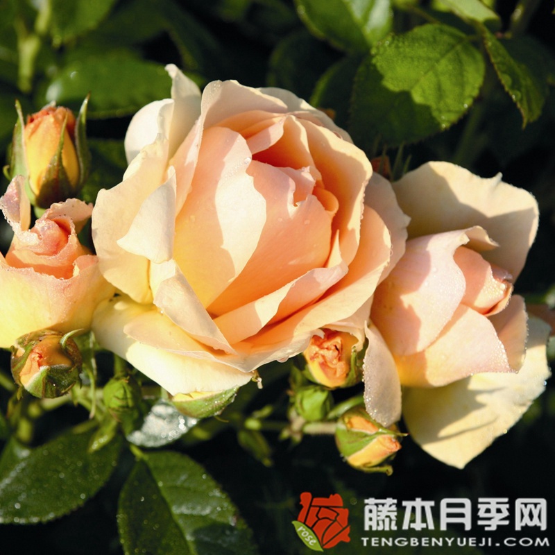 罗斯托克月季 罗斯托克月季