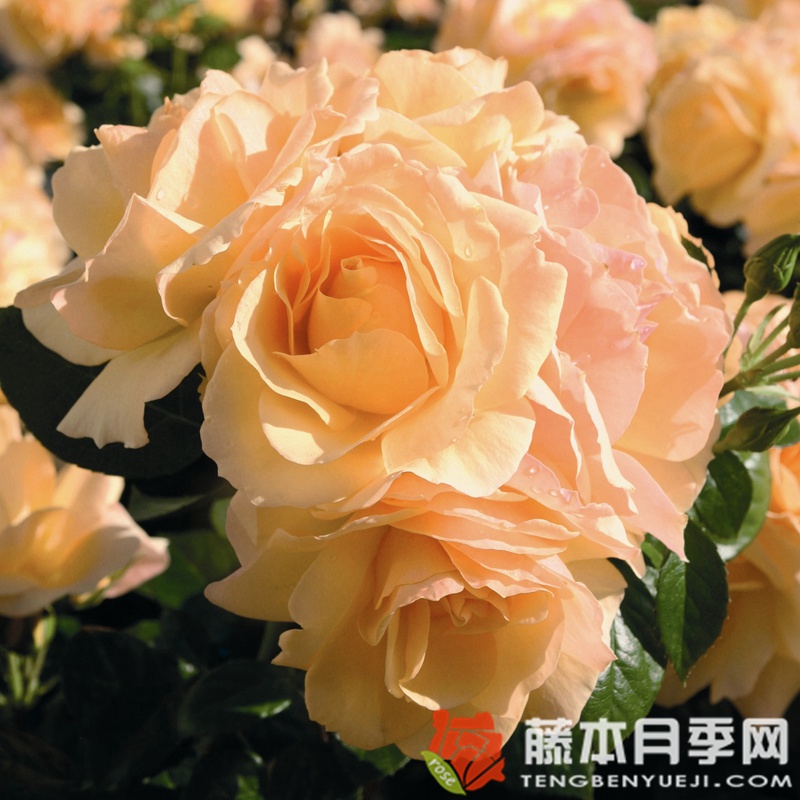 罗斯托克月季 罗斯托克月季