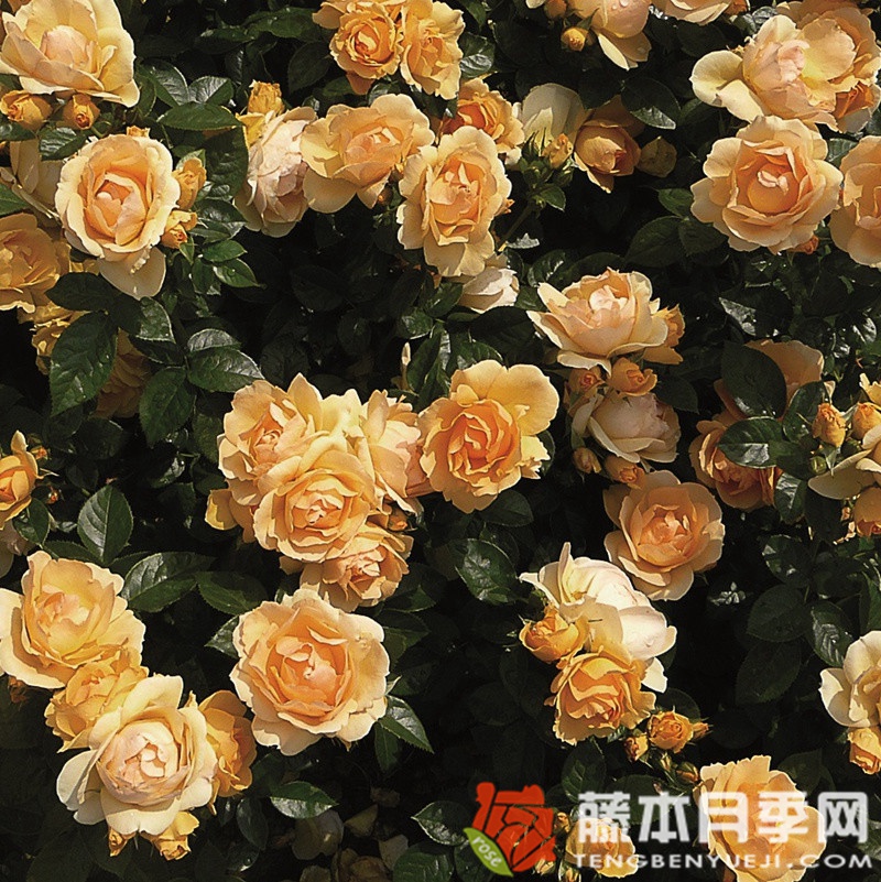 罗斯托克月季 罗斯托克月季