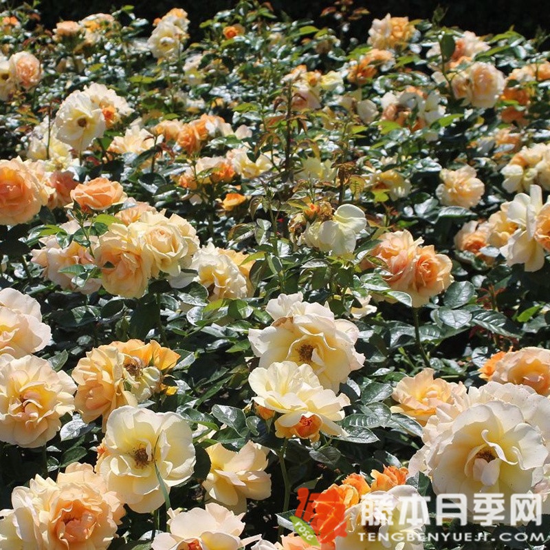 罗斯托克月季 罗斯托克月季