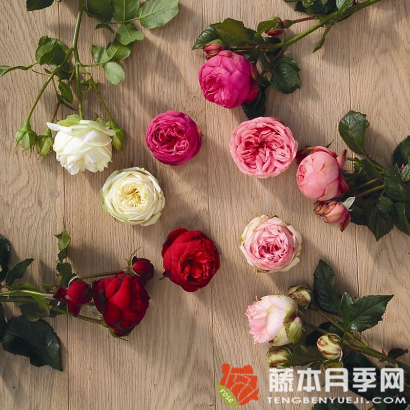 快乐钢琴月季 快乐钢琴月季