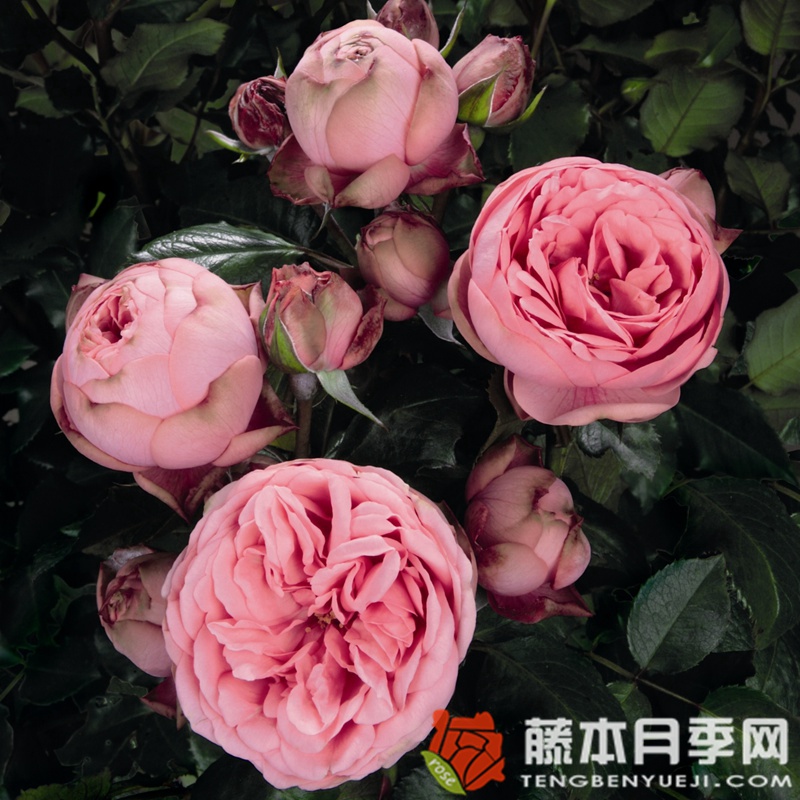 快乐钢琴月季 快乐钢琴月季