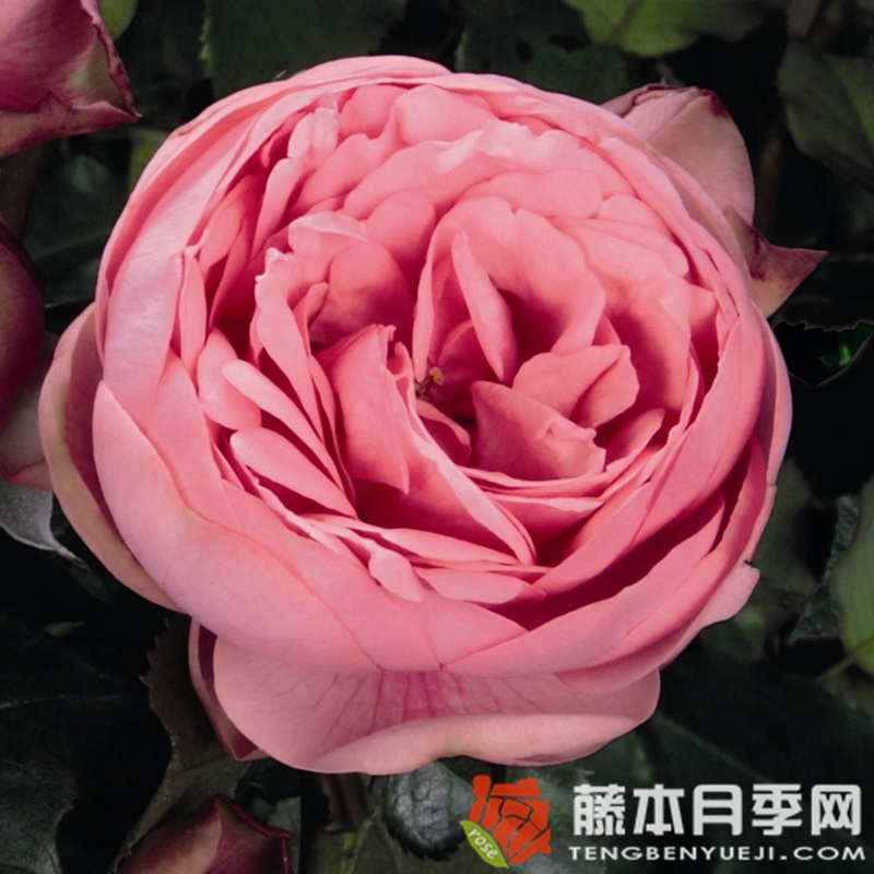 快乐钢琴月季 快乐钢琴月季