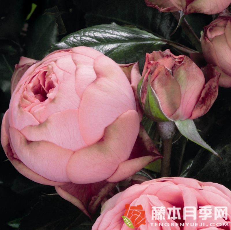 快乐钢琴月季 快乐钢琴月季