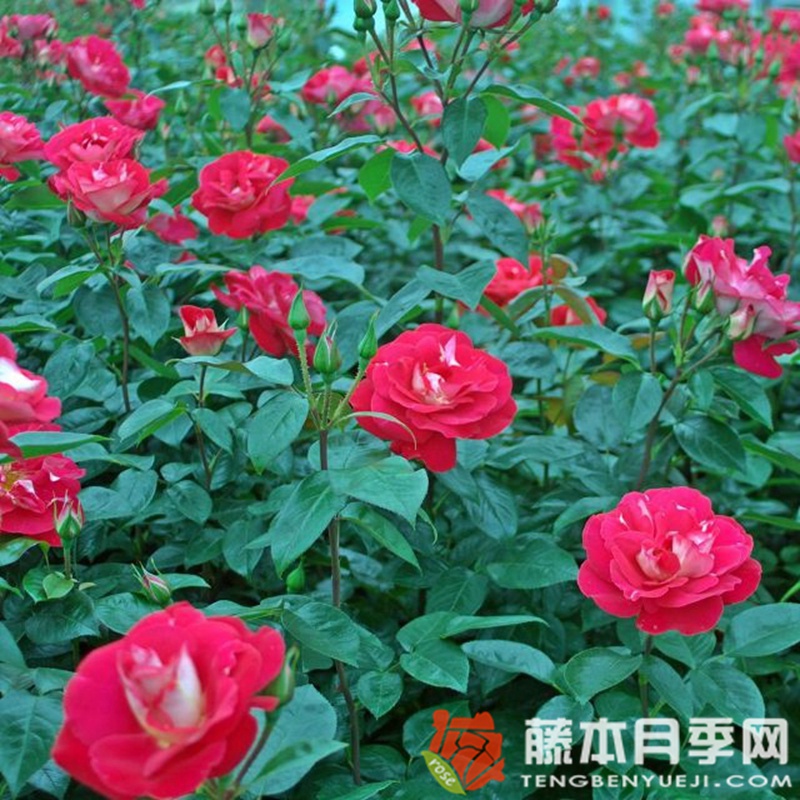 主旋律月季 主旋律月季