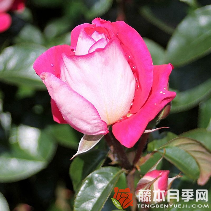 主旋律月季 主旋律月季