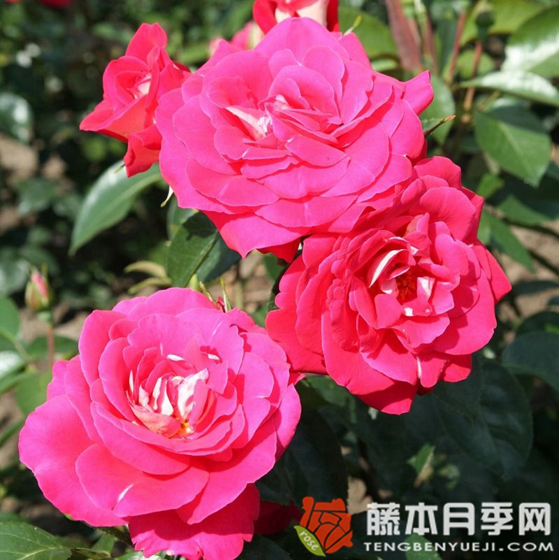 主旋律月季 主旋律月季