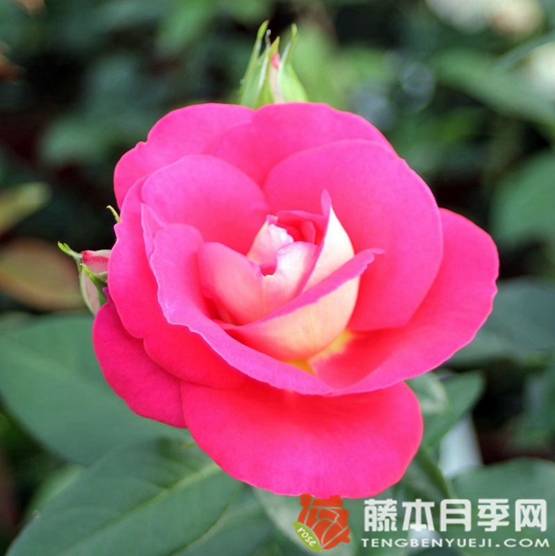 主旋律月季 主旋律月季