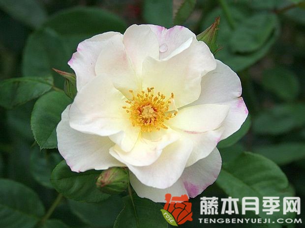 酷变月季优缺点 酷变月季优缺点
