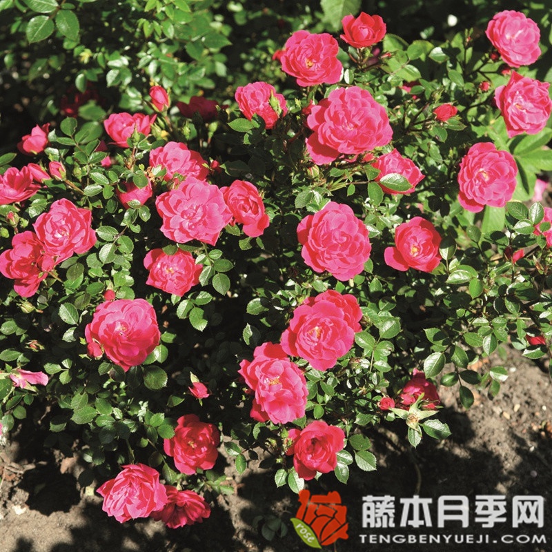 爱好 爱好