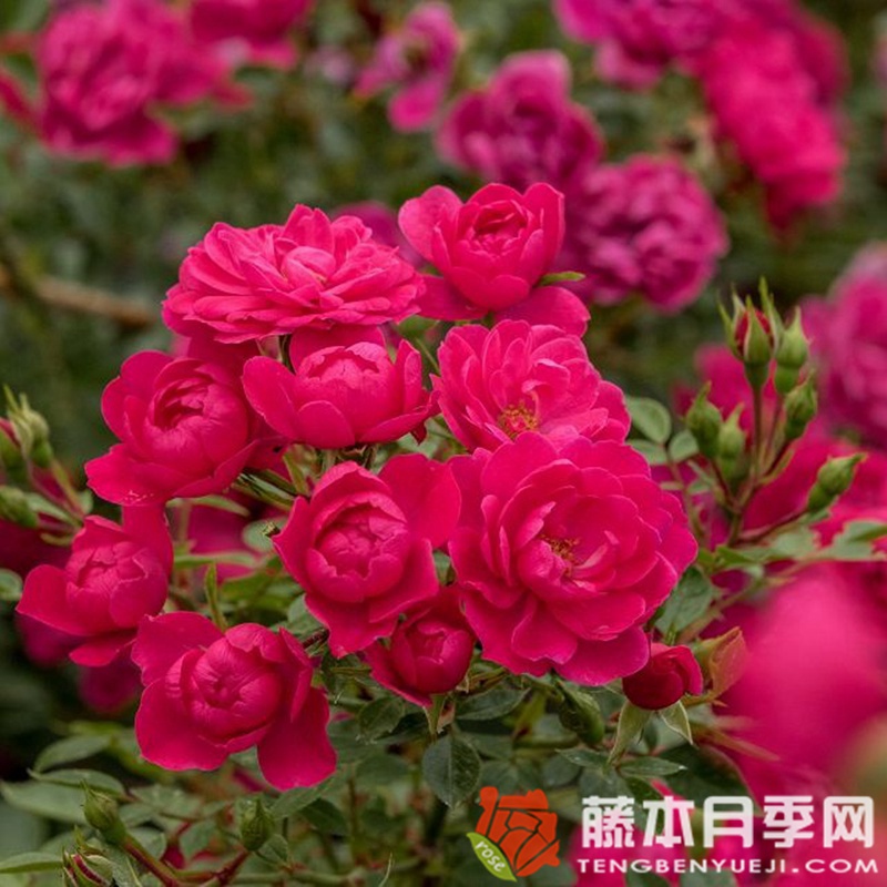 爱好 爱好