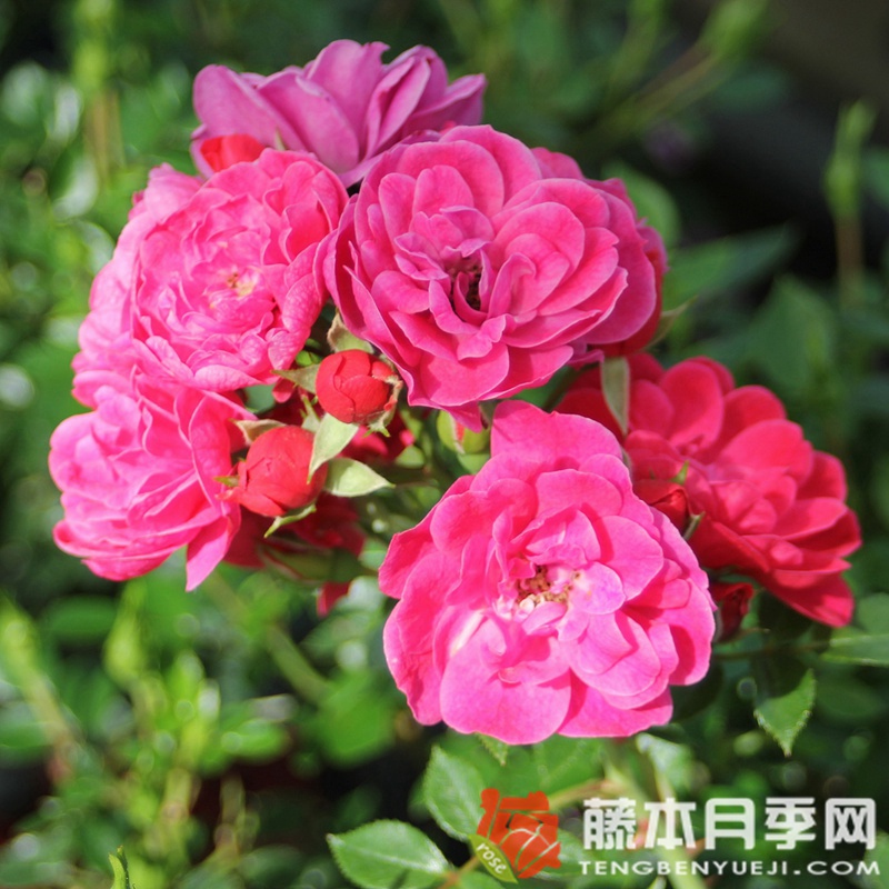 爱好 爱好