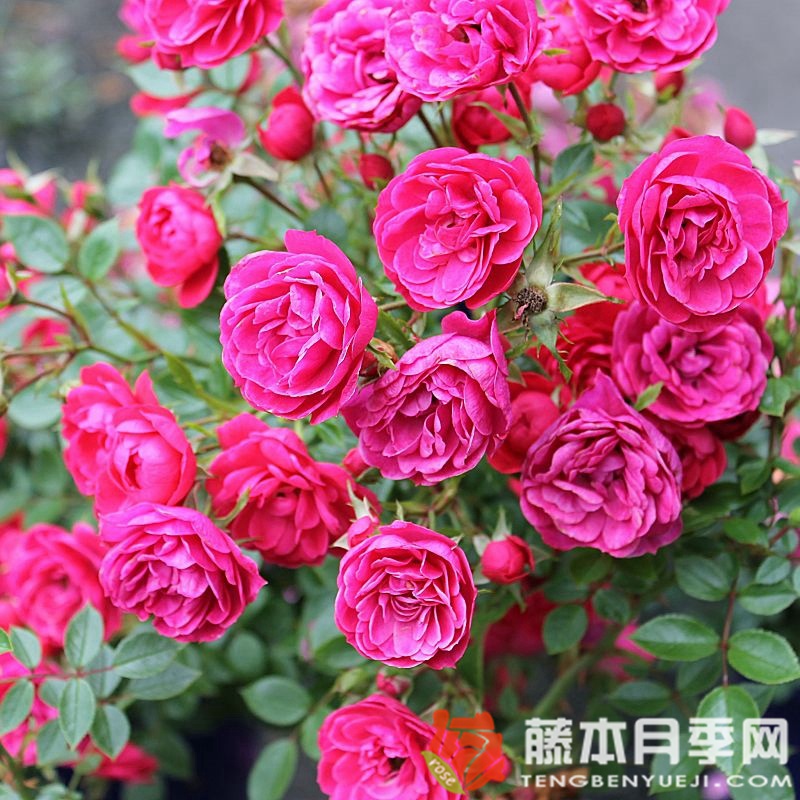 爱好 爱好