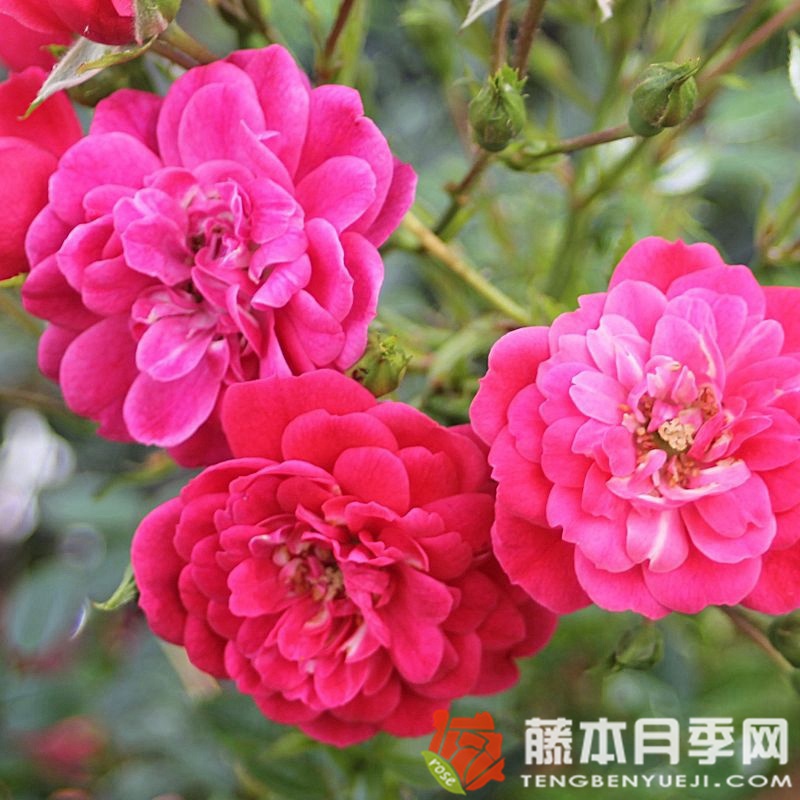 爱好 爱好