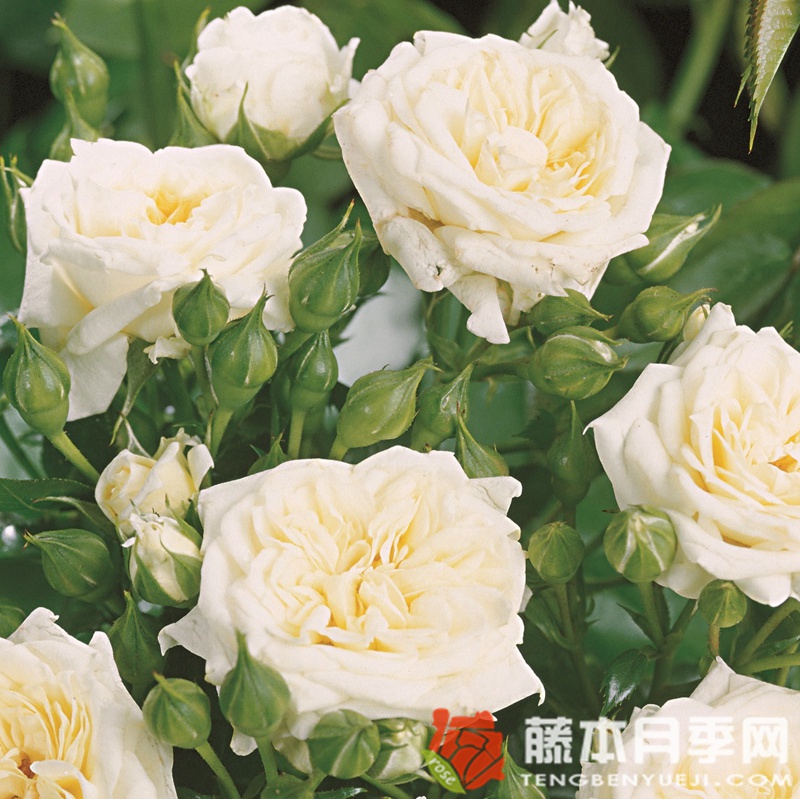 蜂蜜牛奶月季 蜂蜜牛奶月季