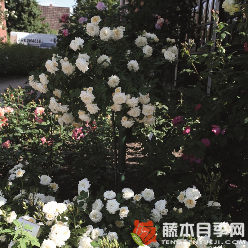 蜂蜜牛奶月季 蜂蜜牛奶月季