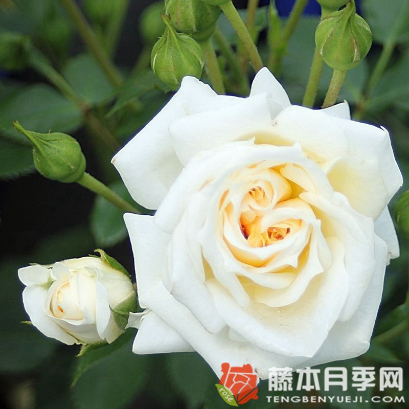 蜂蜜牛奶月季 蜂蜜牛奶月季