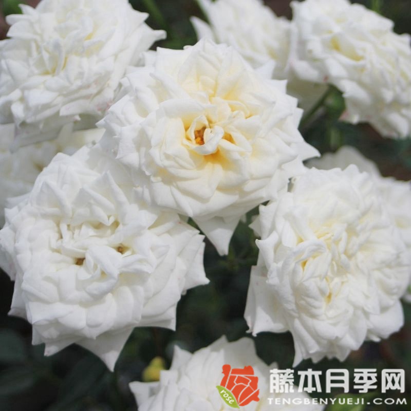 蜂蜜牛奶月季 蜂蜜牛奶月季