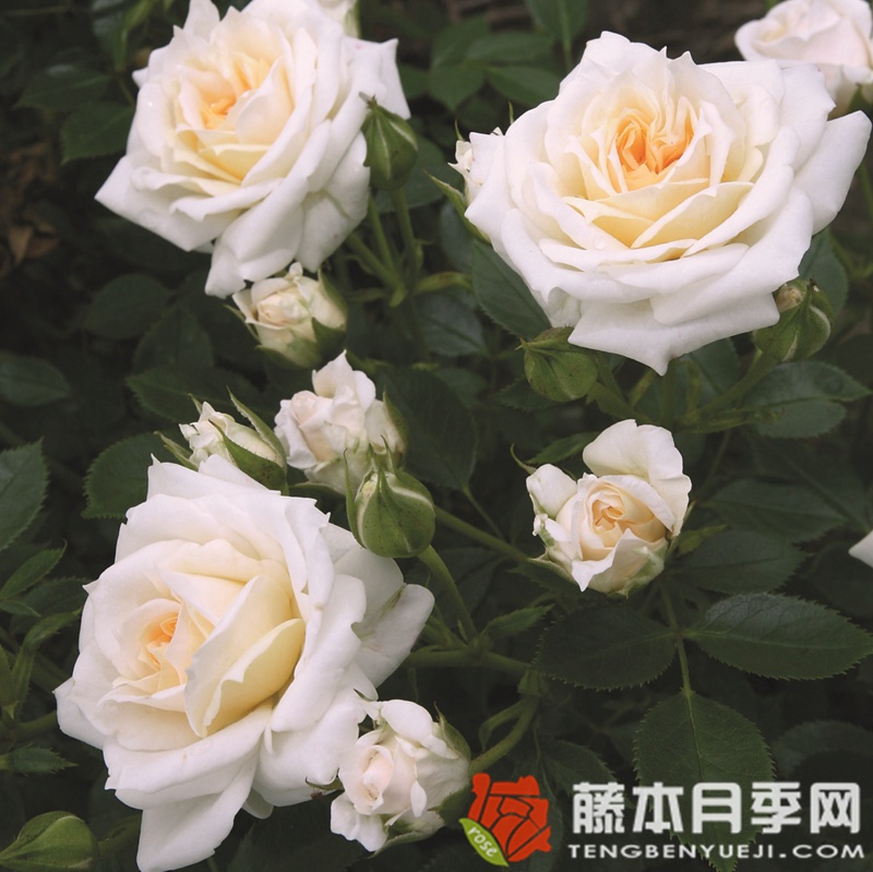 蜂蜜牛奶月季 蜂蜜牛奶月季