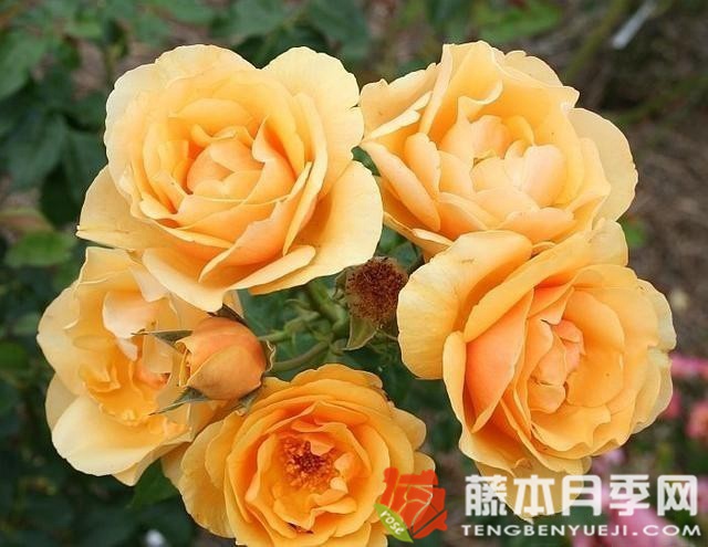 淘金者月季优缺点 淘金者月季优缺点