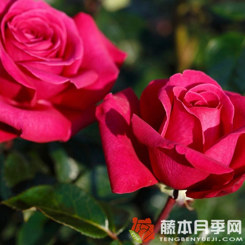 辣妹月季 辣妹月季