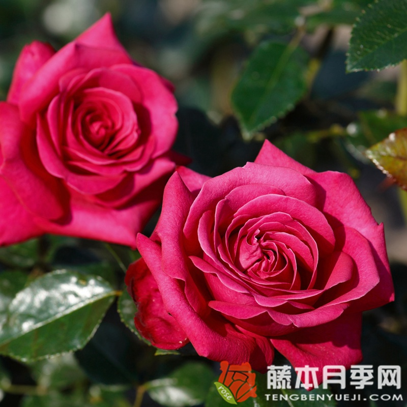 辣妹月季 辣妹月季