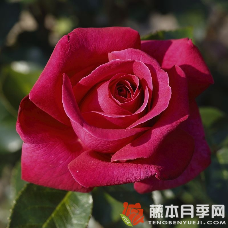 辣妹月季 辣妹月季