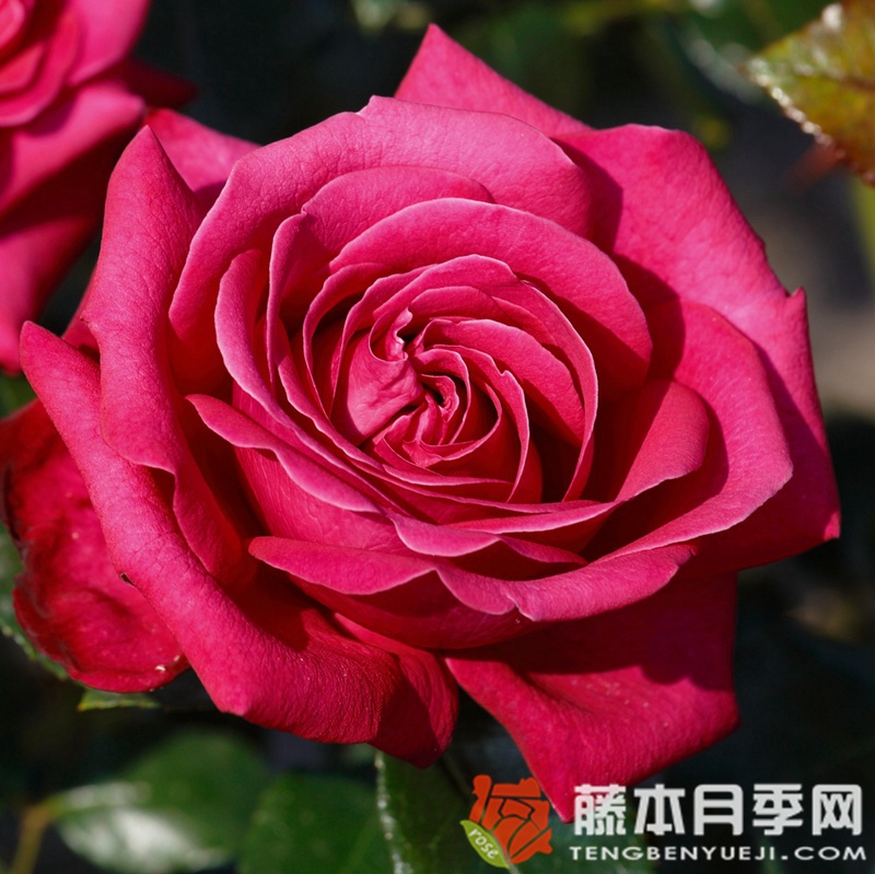 辣妹月季 辣妹月季