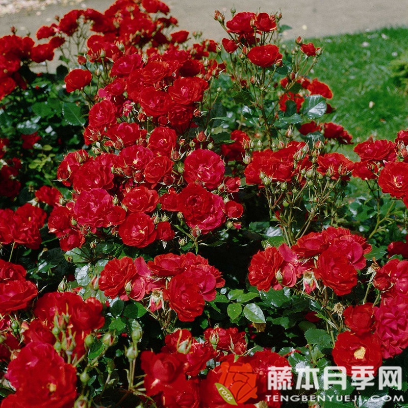 韦灵伯勒月季 韦灵伯勒月季