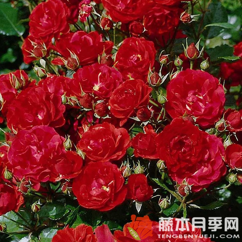 韦灵伯勒月季 韦灵伯勒月季