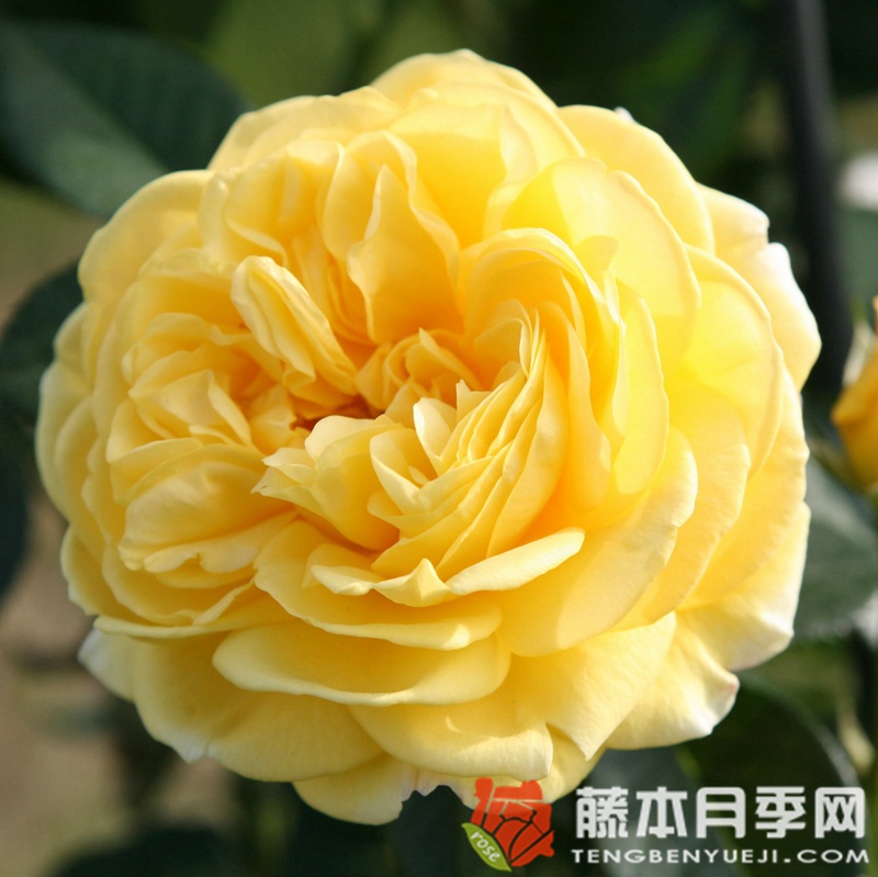 茵卡月季 茵卡月季