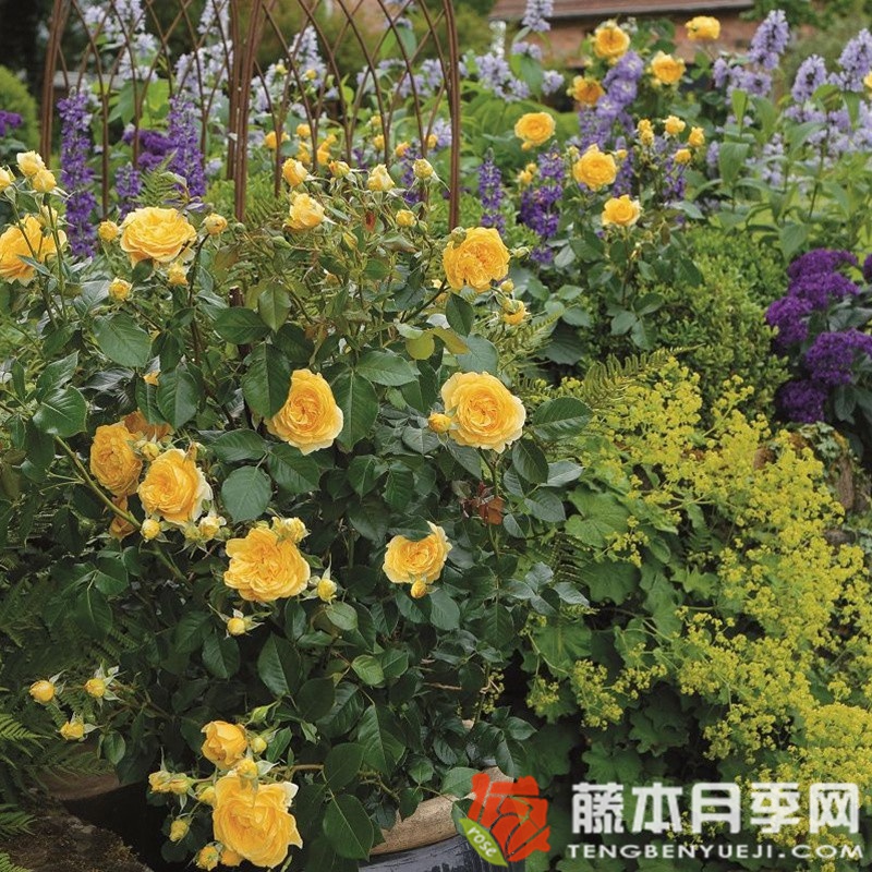 茵卡月季 茵卡月季