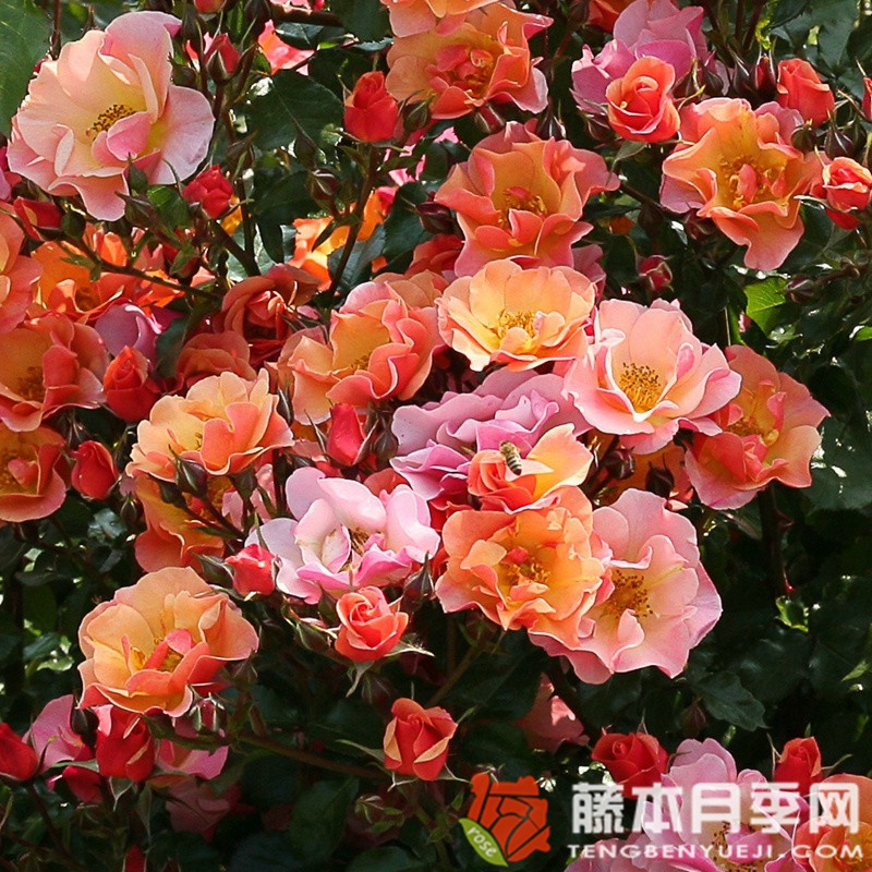 爵士月季 爵士月季