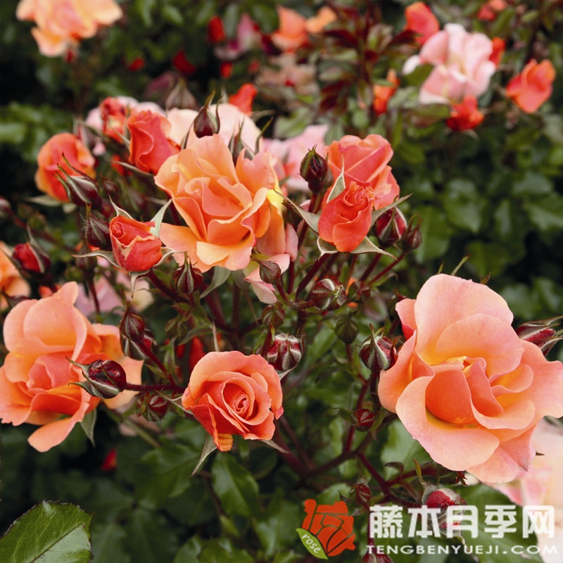 爵士月季 爵士月季
