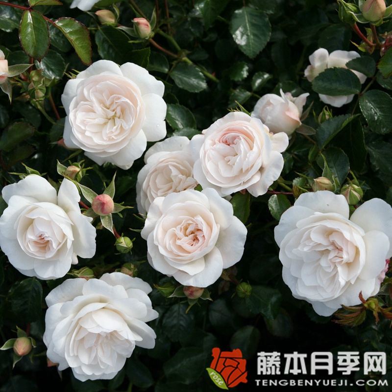 卡斯特鲁瑟·斯帕岑月季 卡斯特鲁瑟·斯帕岑月季
