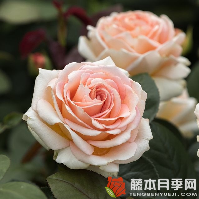 卡普里夫人月季 卡普里夫人月季