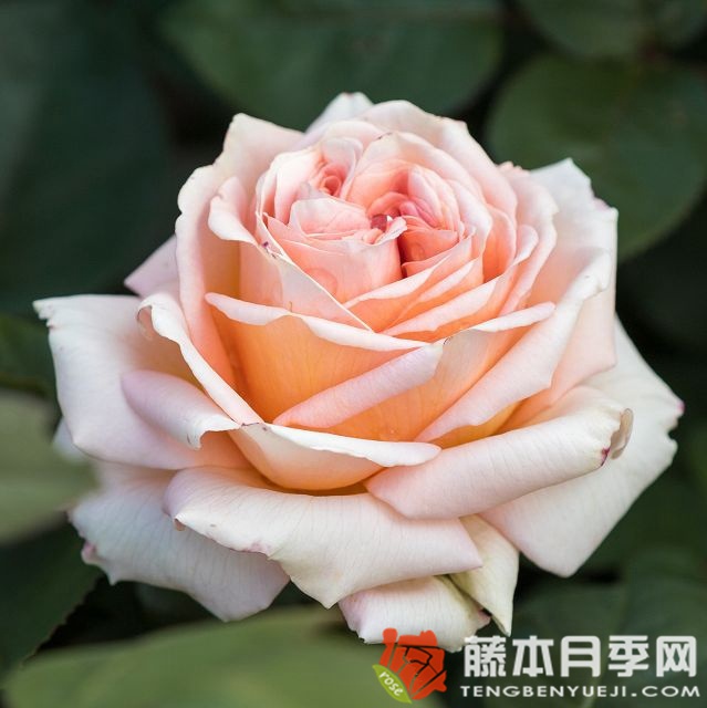 卡普里夫人月季 卡普里夫人月季