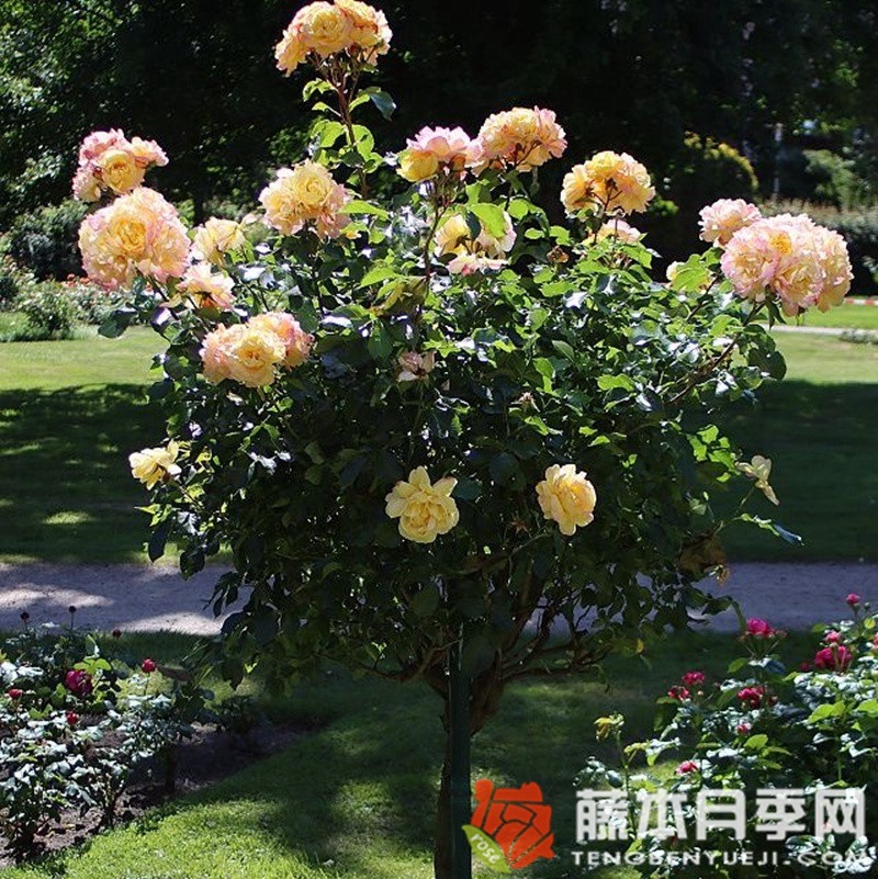 灯笼 灯笼