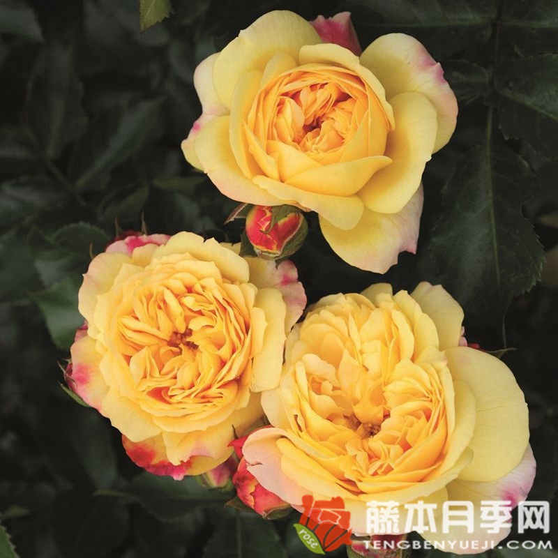 灯笼 灯笼
