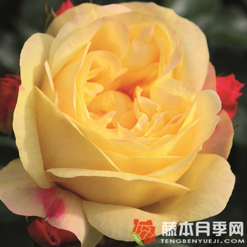 灯笼 灯笼