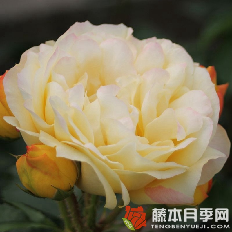 灯笼 灯笼