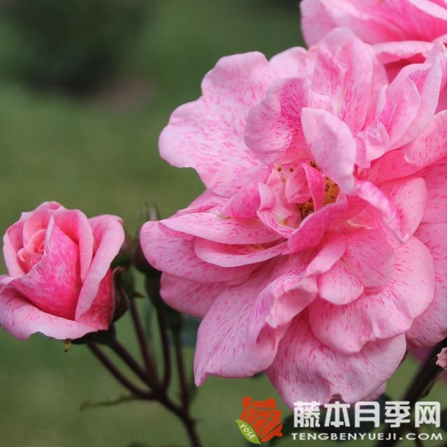 兰斯洛特 兰斯洛特