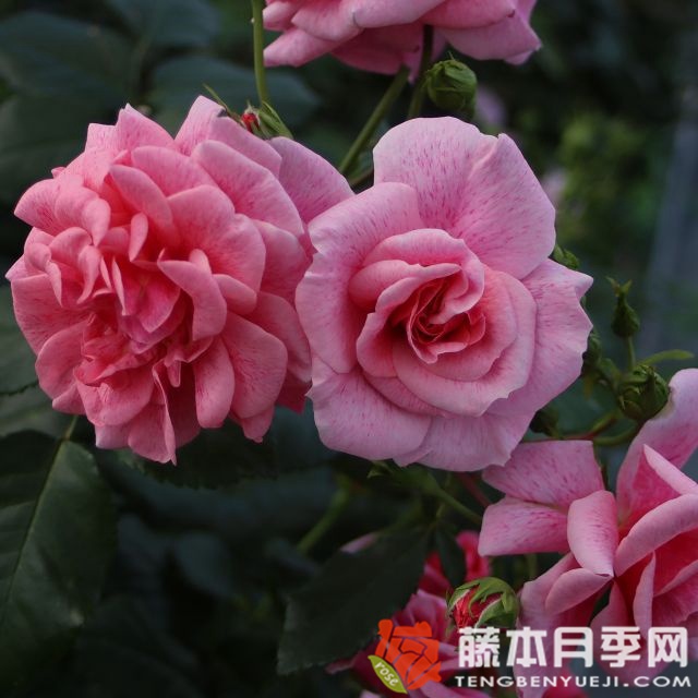 兰斯洛特 兰斯洛特