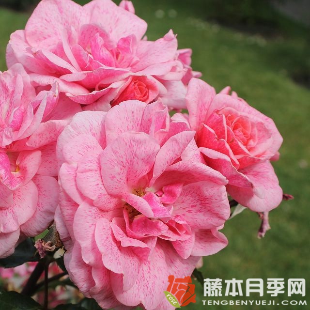 兰斯洛特 兰斯洛特