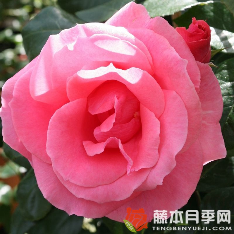 雪崩月季 雪崩月季