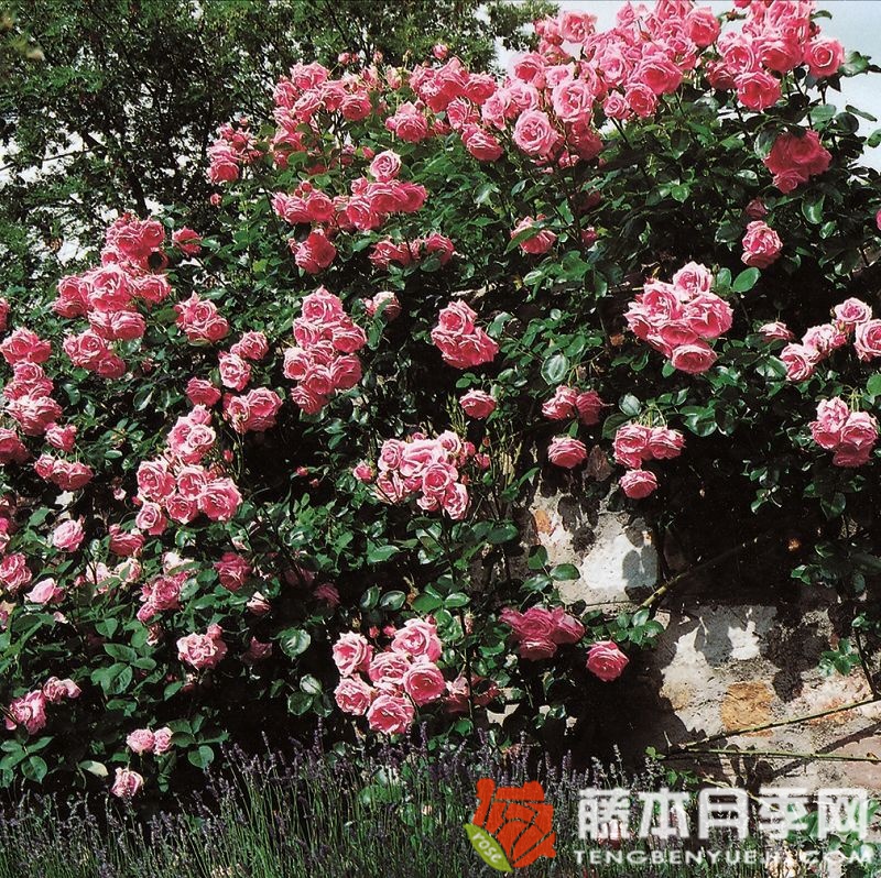 雪崩月季 雪崩月季