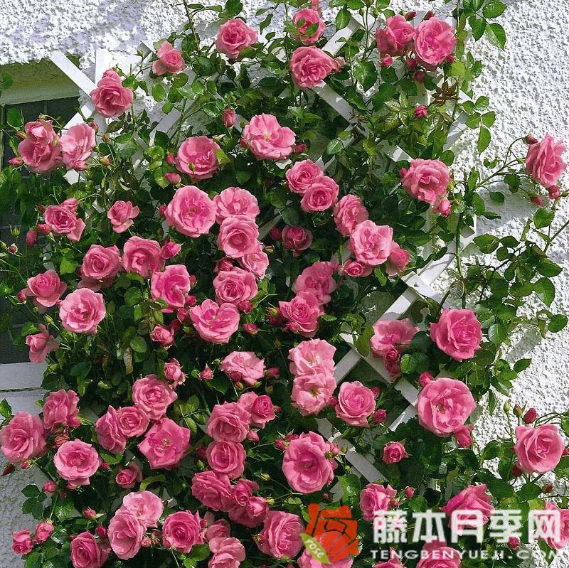 雪崩月季 雪崩月季
