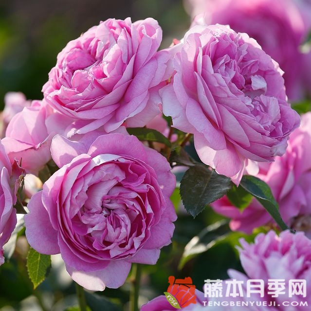 紫丁香黄玉月季 紫丁香黄玉月季