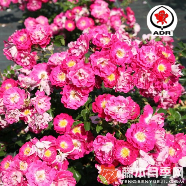 口红月季 口红月季